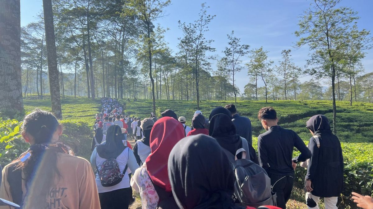 Ribuan Peserta Semarakkan Funwalk #2 Hari Jadi Wonosobo, Wisata Kebun Teh Bedakah jadi Magnet Baru Sport Tourism