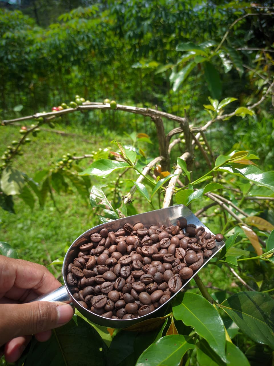 ‎Wisata Sambil Ngopi, Sarasehan Kopi Slukatan Siap Sambut Wisatawan, Yuk Agendakan! Senin 31 Agustus 2026