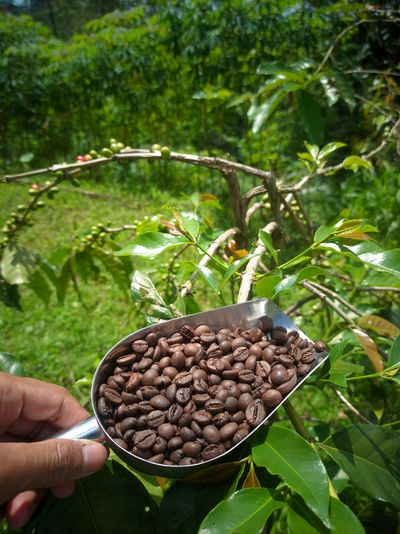 ‎Wisata Sambil Ngopi, Sarasehan Kopi Slukatan Siap Sambut Wisatawan, Yuk Agendakan! Senin 31 Agustus 2026