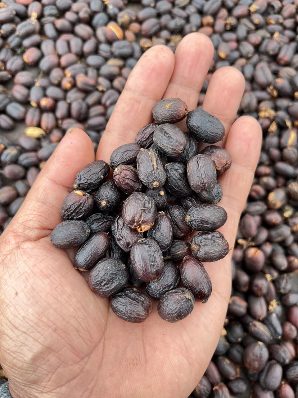 ‎Wisata Sambil Ngopi, Sarasehan Kopi Slukatan Siap Sambut Wisatawan, Yuk Agendakan! Senin 31 Agustus 2026