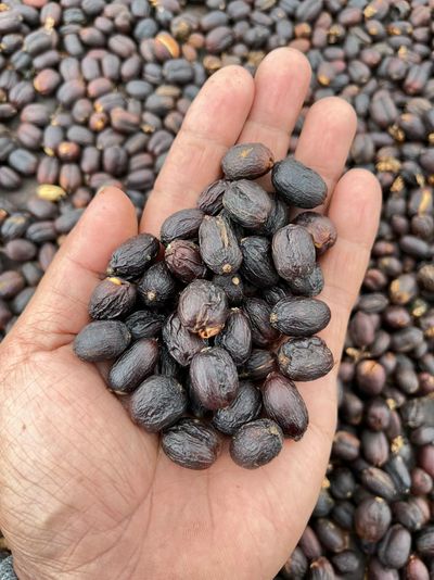 ‎Wisata Sambil Ngopi, Sarasehan Kopi Slukatan Siap Sambut Wisatawan, Yuk Agendakan! Senin 31 Agustus 2026
