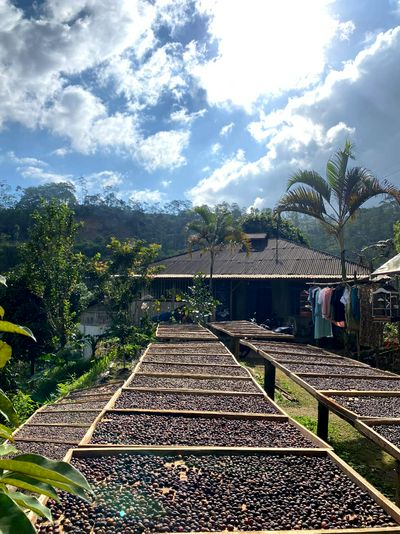 ‎Wisata Sambil Ngopi, Sarasehan Kopi Slukatan Siap Sambut Wisatawan, Yuk Agendakan! Senin 31 Agustus 2026