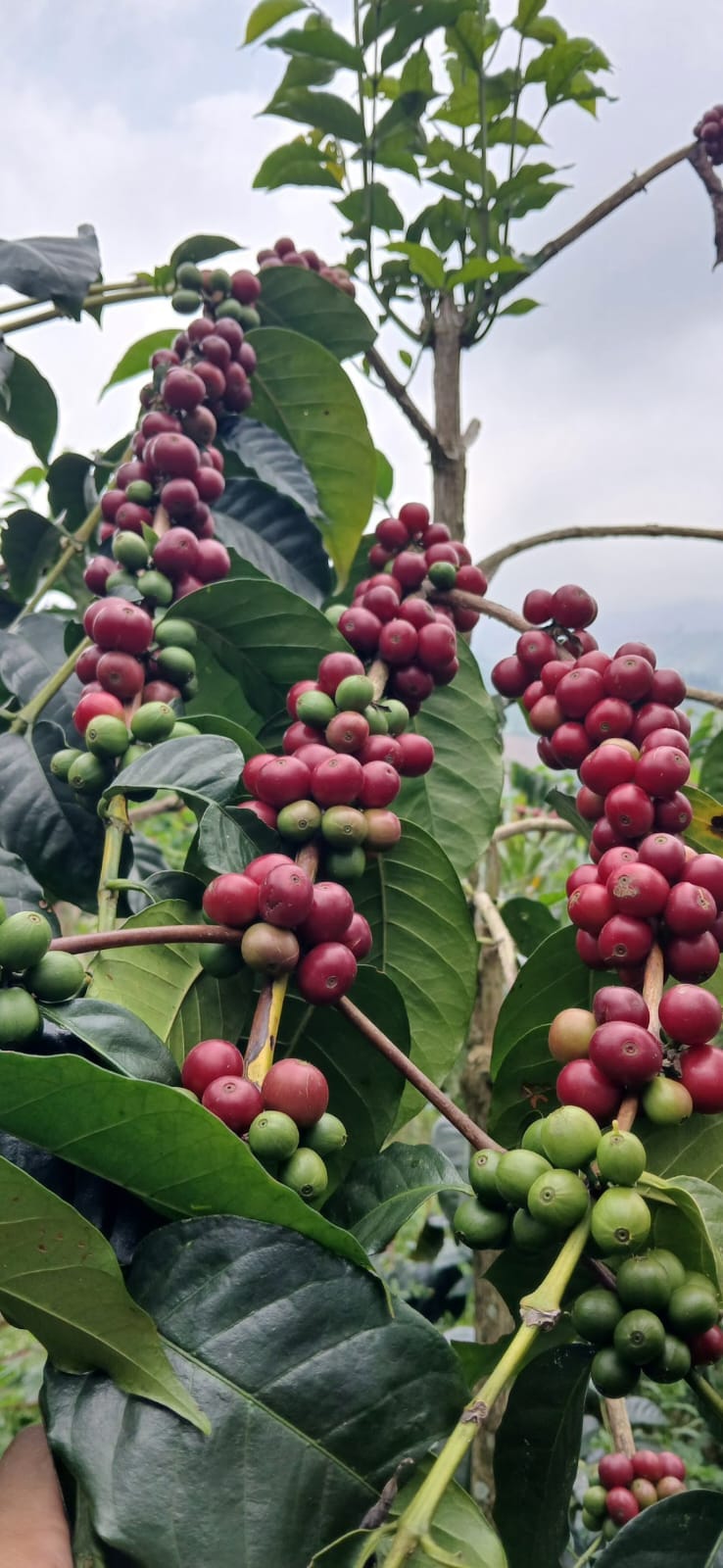 ‎Wisata Sambil Ngopi, Sarasehan Kopi Slukatan Siap Sambut Wisatawan, Yuk Agendakan! Senin 31 Agustus 2026