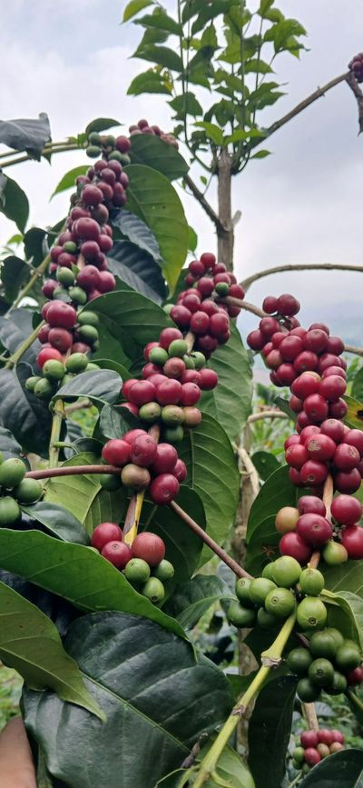 ‎Wisata Sambil Ngopi, Sarasehan Kopi Slukatan Siap Sambut Wisatawan, Yuk Agendakan! Senin 31 Agustus 2026