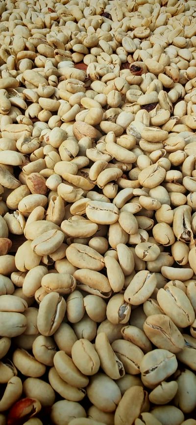 ‎Wisata Sambil Ngopi, Sarasehan Kopi Slukatan Siap Sambut Wisatawan, Yuk Agendakan! Senin 31 Agustus 2026