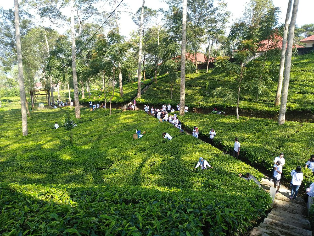 Agro Wisata Tambi Wonosobo Masuk 60 Besar Wonderful Indonesia Award 2025