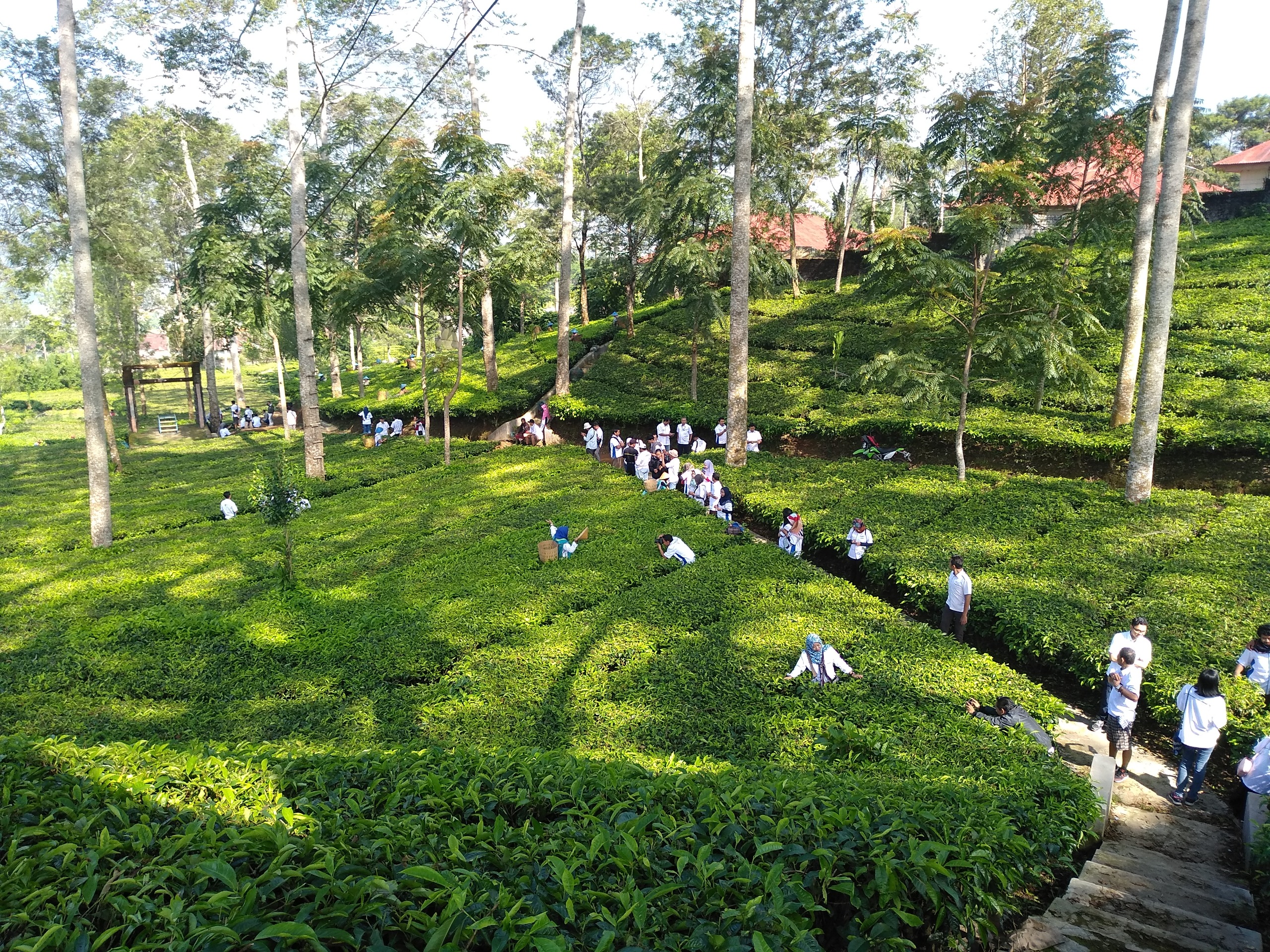 Agro Wisata Tambi Wonosobo Masuk 60 Besar Wonderful Indonesia Award 2025